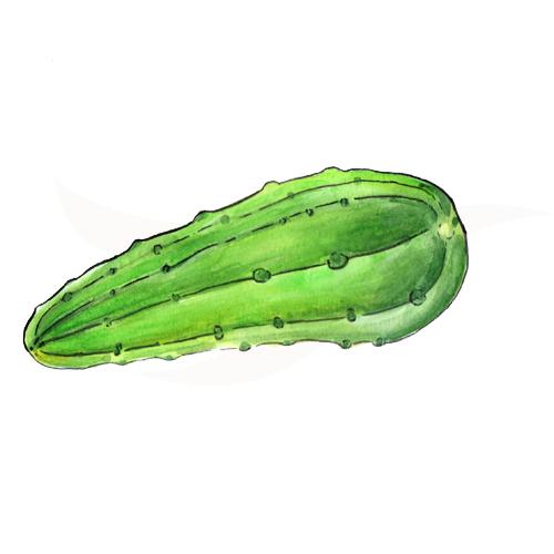 Cucumber