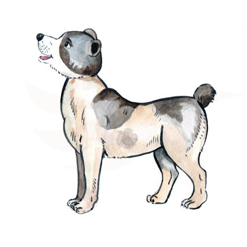 Dog