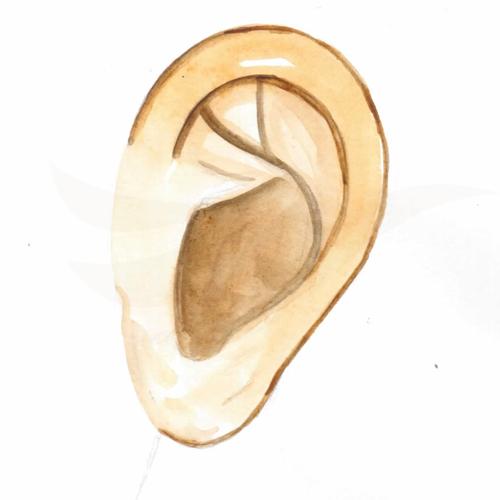 Ear