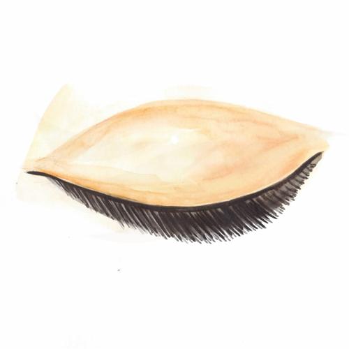 Eyelash