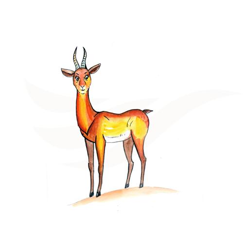 Gazelle