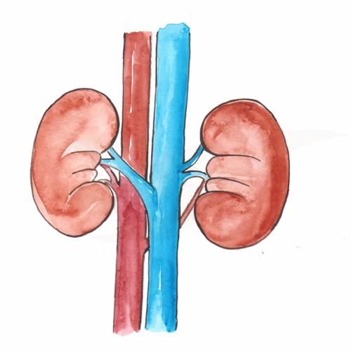 Kidney