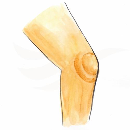 Knee