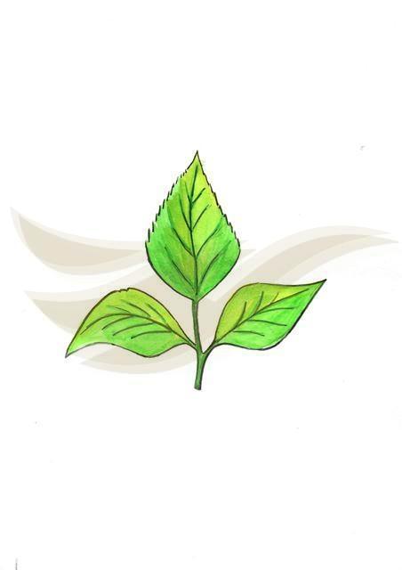 Leaf