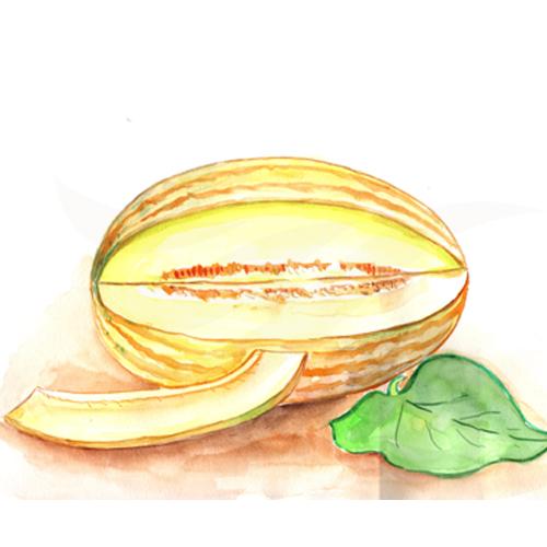 Melon
