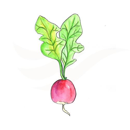 Radish