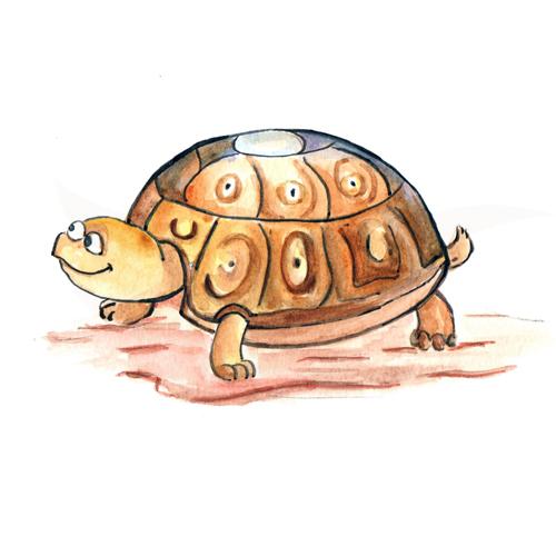 Tortoise